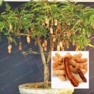 Fresh Tamarind Tree Seeds