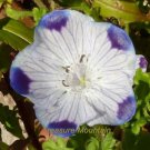 Fresh 50 seeds / pack Five Spot Nemophila maculata Eye Catching Ground Cover
