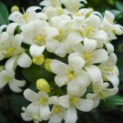 Fresh 200 Seeds Real Murraya Paniculata White Orange Jasmine Kamuning Seeds Hedging