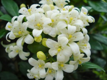Fresh 200 Seeds Real Murraya Paniculata White Orange Jasmine Kamuning Seeds Hedging