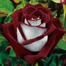 Fresh 1 Professional pack 420 seeds / pack LOVE IN ROSE ROSE BUSH RED WHITE ROSE