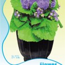 Fresh Blue Ageratum Conyzoides Herbal Flower Seeds Original Pack 60 Seeds / Pack