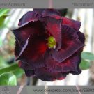 Fresh 2 seeds / pack Adenium Obesum RUCKNIRUN Desert Rose Flowers Seeds