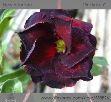Fresh 2 seeds / pack Adenium Obesum RUCKNIRUN Desert Rose Flowers Seeds