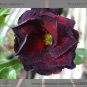 Fresh 2 seeds / pack Adenium Obesum RUCKNIRUN Desert Rose Flowers Seeds