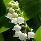 Fresh 10PCS White Lily of the Valley Convallaria Great for Shade! Seeds