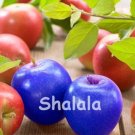 Fresh Rare Apple Seeds