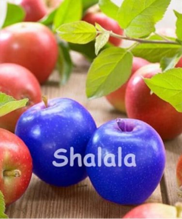 Fresh Rare Apple Seeds