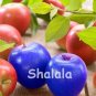 Fresh Rare Apple Seeds