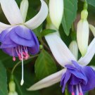 Fresh Fuchsia Blue White Flowers Seeds
