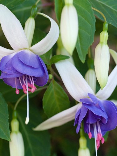 Fresh Fuchsia Blue White Flowers Seeds