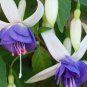 Fresh Fuchsia Blue White Flowers Seeds
