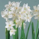 Fresh Narcissus Flowers White Seeds