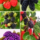 Fresh BlackBerry Mulberry Raspberry Mixed Seeds