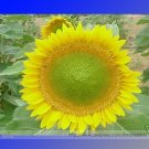 Fresh Sunbeam F1 Hybrid Sunflower Seeds 15 Seeds / Pack Bright As a Sunbeam