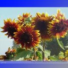 Fresh The Joker Bicolor Sunflower Seeds 15 Seeds/Pack Blooms A Lovely Addition To Yard