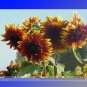 Fresh The Joker Bicolor Sunflower Seeds 15 Seeds/Pack Blooms A Lovely Addition To Yard