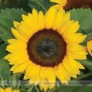 Fresh Sunny Smile F1 Sunflower Seeds 15 Seeds/Pack Miniature Sunflower 6 Inches Tall