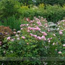 Fresh Dark Pink Cupped Flat Double Bloom Rose Shrub Flower Seeds 50 Seeds Upright Rose