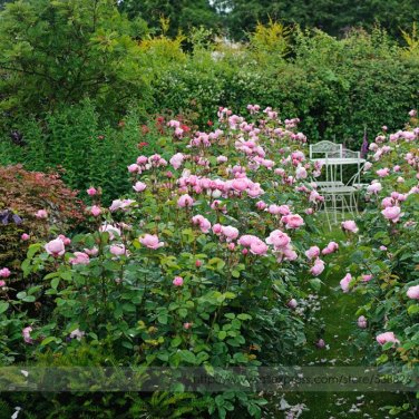 Fresh Dark Pink Cupped Flat Double Bloom Rose Shrub Flower Seeds 50 Seeds Upright Rose