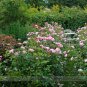 Fresh Dark Pink Cupped Flat Double Bloom Rose Shrub Flower Seeds 50 Seeds Upright Rose