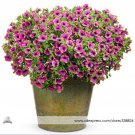 Fresh Picasso Petunia Flower Seeds Professional Pack 100 Seeds / Pack Petunia