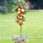 Fresh Red Sweet Apple Tree Fruit Seeds 10 Seeds / Pack Great Tasty Juicy Fruit