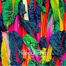 Fresh Five Colors Swiss Chard Silverbeet Seeds Fast Growing