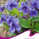 Fresh Chinese Violet Flower Seeds 50 Seeds/Pack Purple Violet Flowers