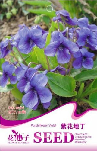 Fresh Chinese Violet Flower Seeds 50 Seeds/Pack Purple Violet Flowers