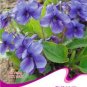 Fresh Chinese Violet Flower Seeds 50 Seeds/Pack Purple Violet Flowers
