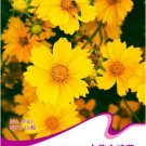 Fresh Big Coreopsis Seeds 1 Original Pack 50 Seeds / Pack Yellow Coreopsis
