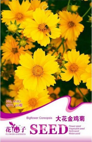 Fresh Big Coreopsis Seeds 1 Original Pack 50 Seeds / Pack Yellow Coreopsis