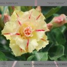Fresh 2 seeds / pack Rosy Adenium Obesum Siam Yellow Desert Rose Flowers Seeds