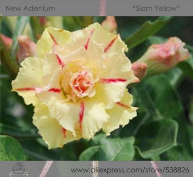 Fresh 2 seeds / pack Rosy Adenium Obesum Siam Yellow Desert Rose Flowers Seeds