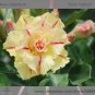 Fresh 2 seeds / pack Rosy Adenium Obesum Siam Yellow Desert Rose Flowers Seeds