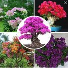 Fresh Bougainvillea Seeds Mixed Colorful Flowers