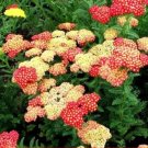 Fresh Yarrow Flower Seeds