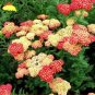 Fresh Yarrow Flower Seeds