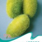 Fresh 20 Seeds/Pack Seeds HEDGEHOG Cucumber Cucumis dipsaceus and ANCIENT edible