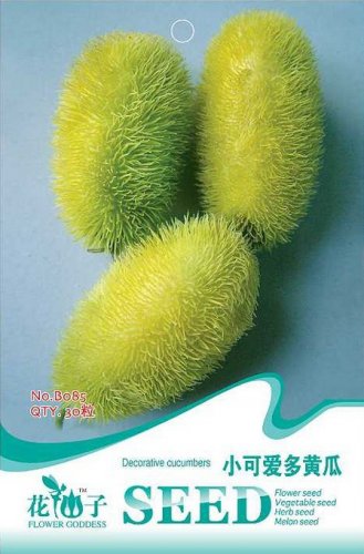 Fresh 20 Seeds/Pack Seeds HEDGEHOG Cucumber Cucumis dipsaceus and ANCIENT edible