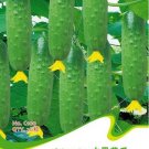 Fresh 20 Seeds/Pack Fruit CucumberEat it raw crisp deliciouVegetables