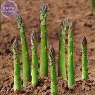 Fresh Green Asparagus Seeds 20 Seeds Spring Vegetables asperge sparrowgrass