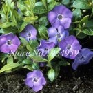 Fresh Purple Periwinkle Seeds