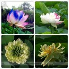 Fresh Colorful White Yellow Green Mixed Double Petalled Flower 5 Seeds