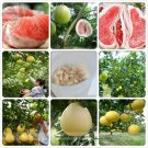 Fresh Fujian Big Sweet Red Grapefruit Hybrid Seeds 12 Seeds Tasty Sweet Juicy Fruit