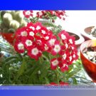Fresh Kakii Rose Red Verbena Hybrida White Spot Flower 50 Seeds