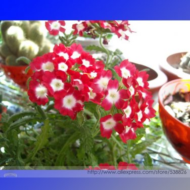 Fresh Kakii Rose Red Verbena Hybrida White Spot Flower 50 Seeds