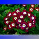 Fresh Luo Han Dark Red Verbena White Heart Flower Seeds 50 Seeds Long Blooming Flowers