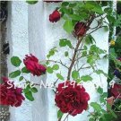Fresh Climbing Roses Flower Seeds Dark Red Double Flowers
